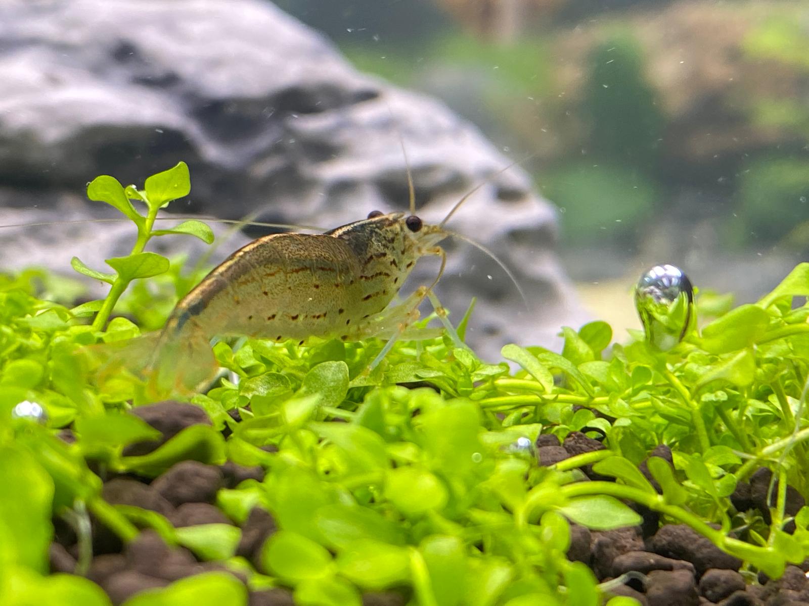 Camarão Amano em aquário plantado
