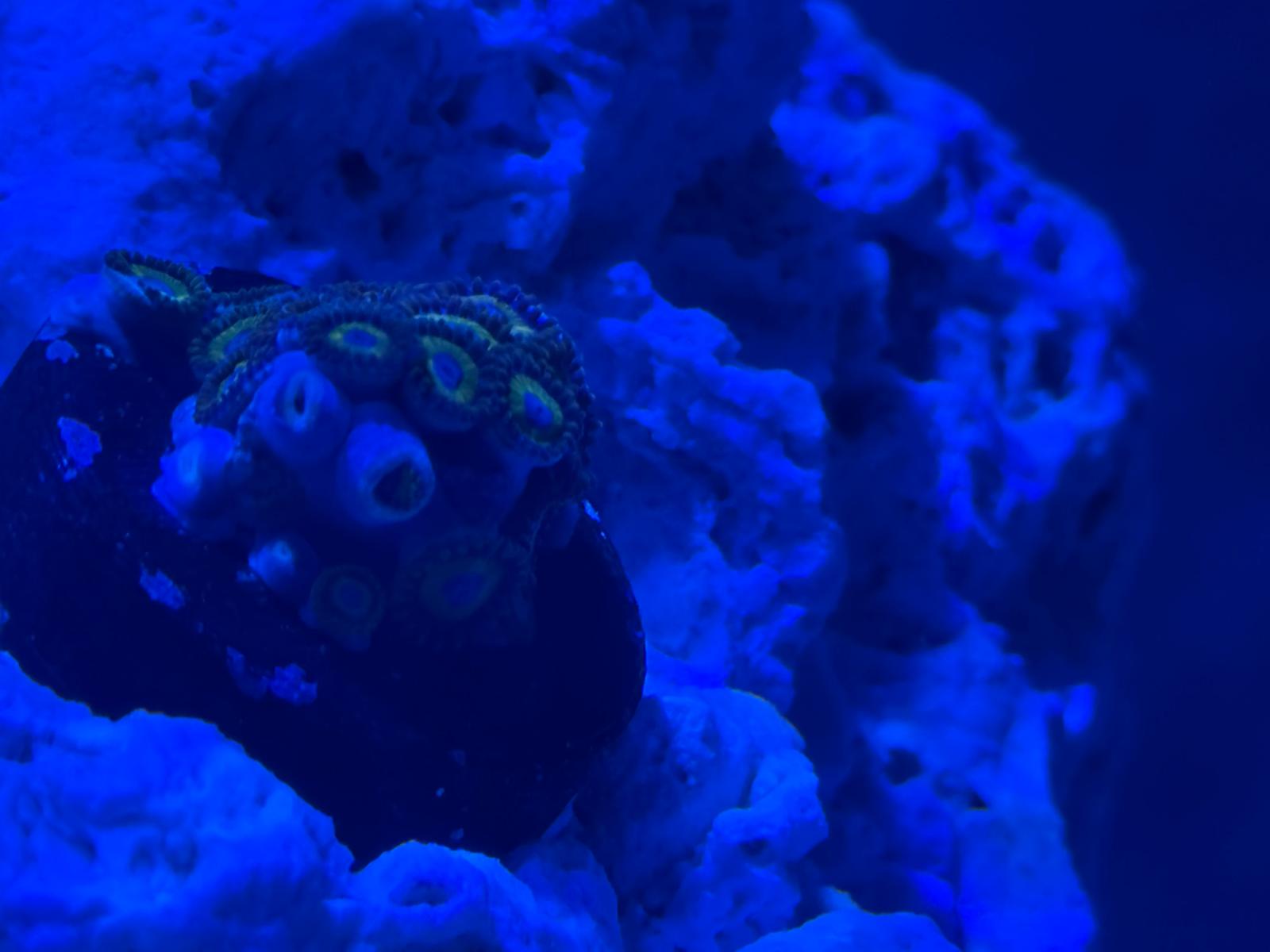 Coral colorido em aquário recifal